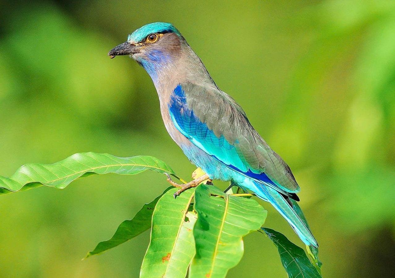 Samui Blue Bird Bed & Breakfast Mae Nam Exterior photo